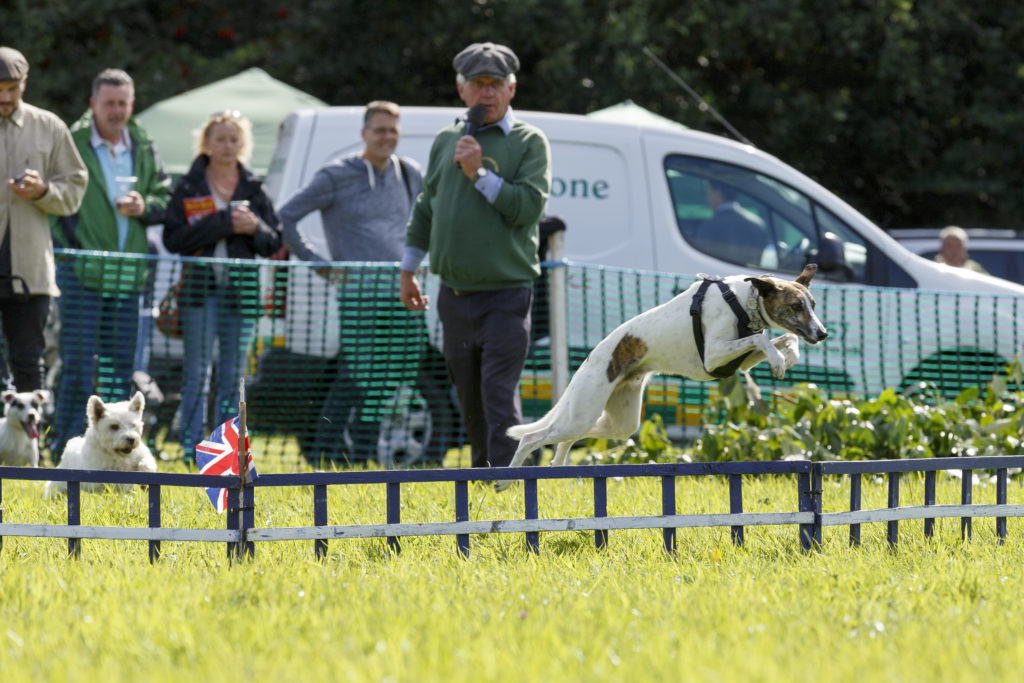 Dogs jumping & commentator